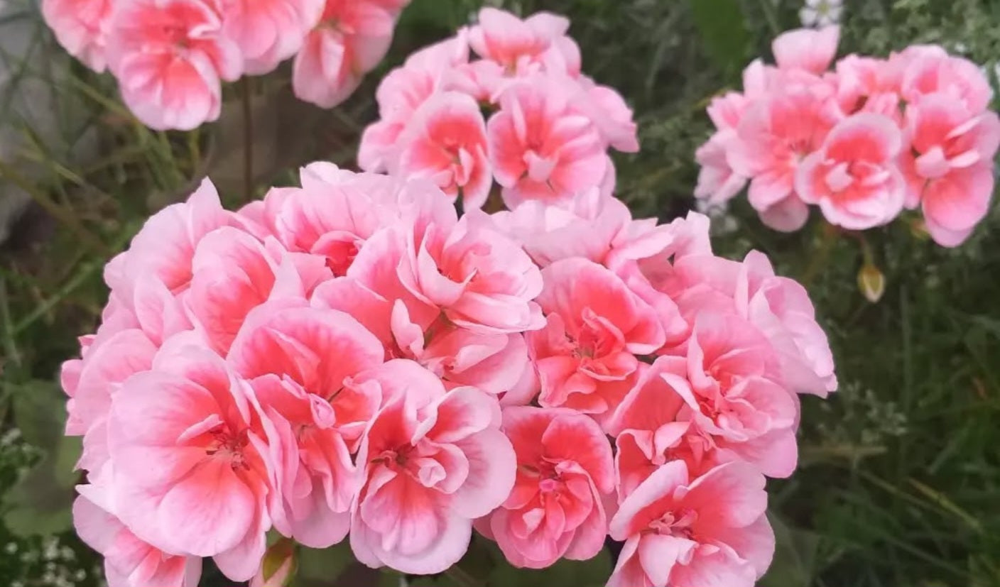 Pelargonium F2 Hybrid Chloé 10 Pellets