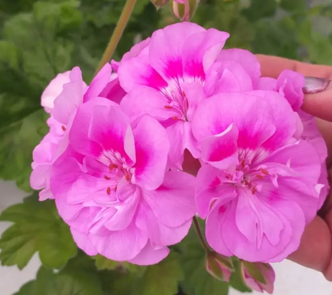 Pelargonium F2 Hybrid Cassandra 10 Pellets