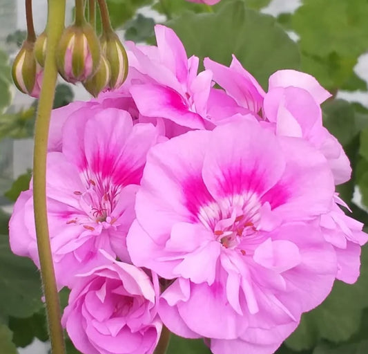 Pelargonium F2 Hybrid Cassandra 10 Pellets