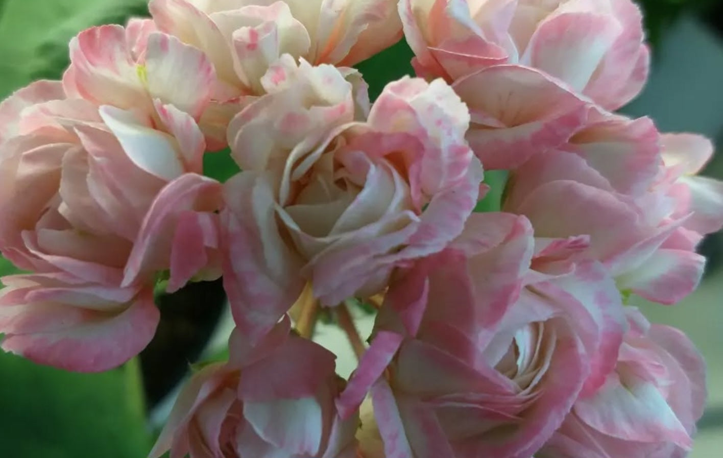 Pelargonium F2 Hybrid Phoenix 10 Pellets