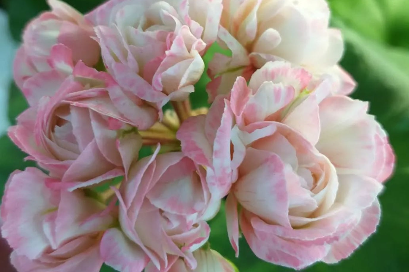 Pelargonium F2 Hybrid Phoenix 10 Pellets