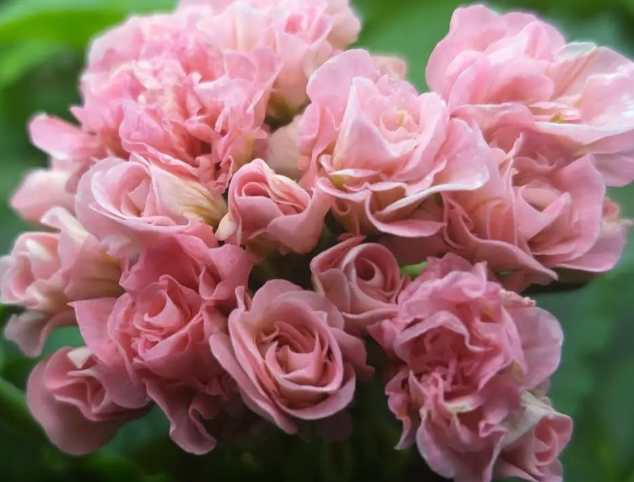 Pelargonium F2 Hybrid Emmett 10 Pellets