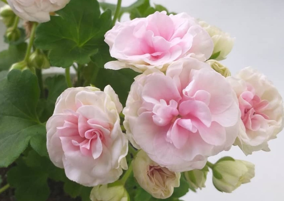 Pelargonium F2 Hybrid Leia 10 Pellets