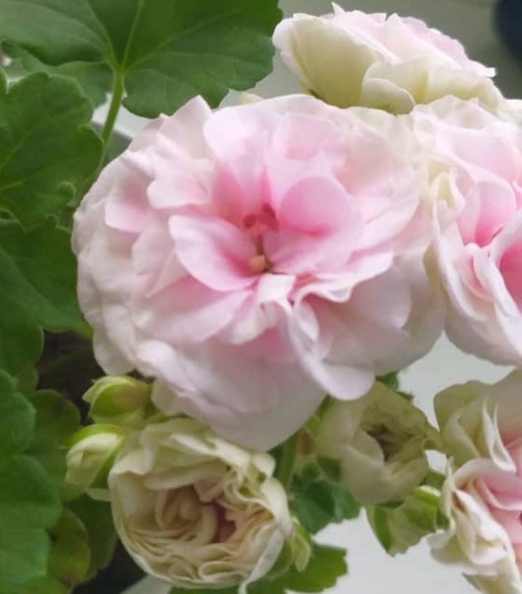 Pelargonium F2 Hybrid Leia 10 Pellets