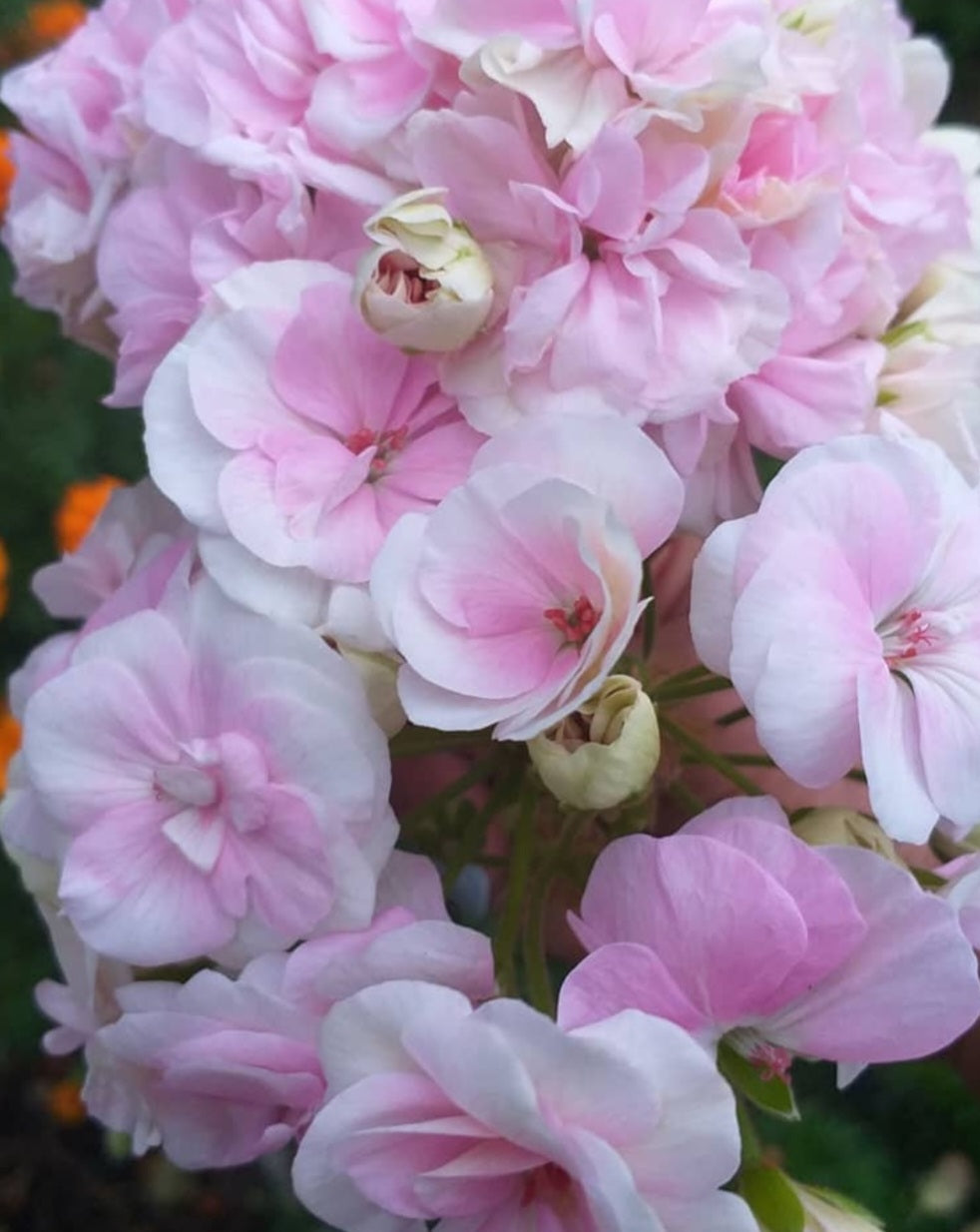 Pelargonium F2 Hybrid Alanna 10 Pellets