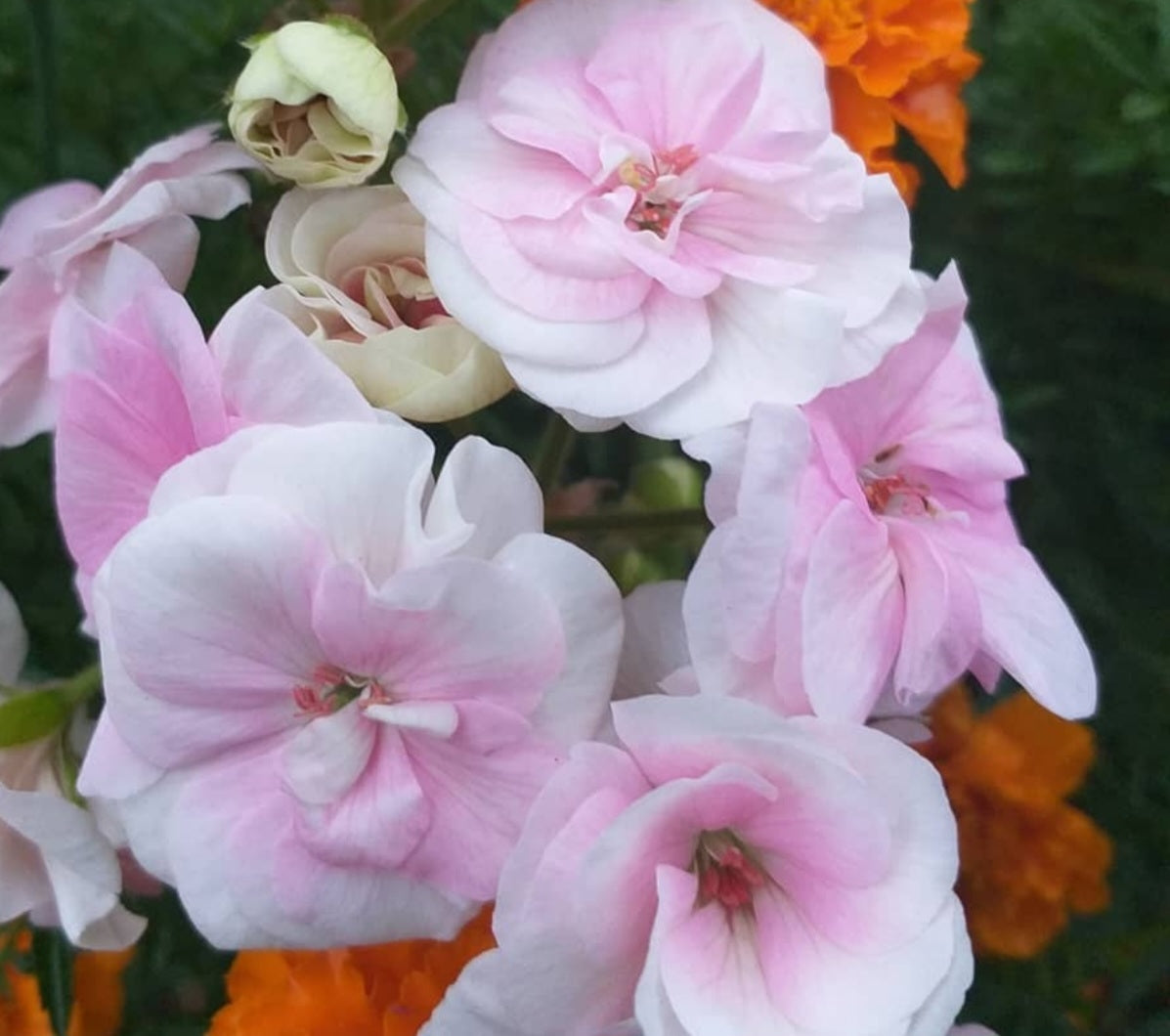 Pelargonium F2 Hybrid Alanna 10 Pellets
