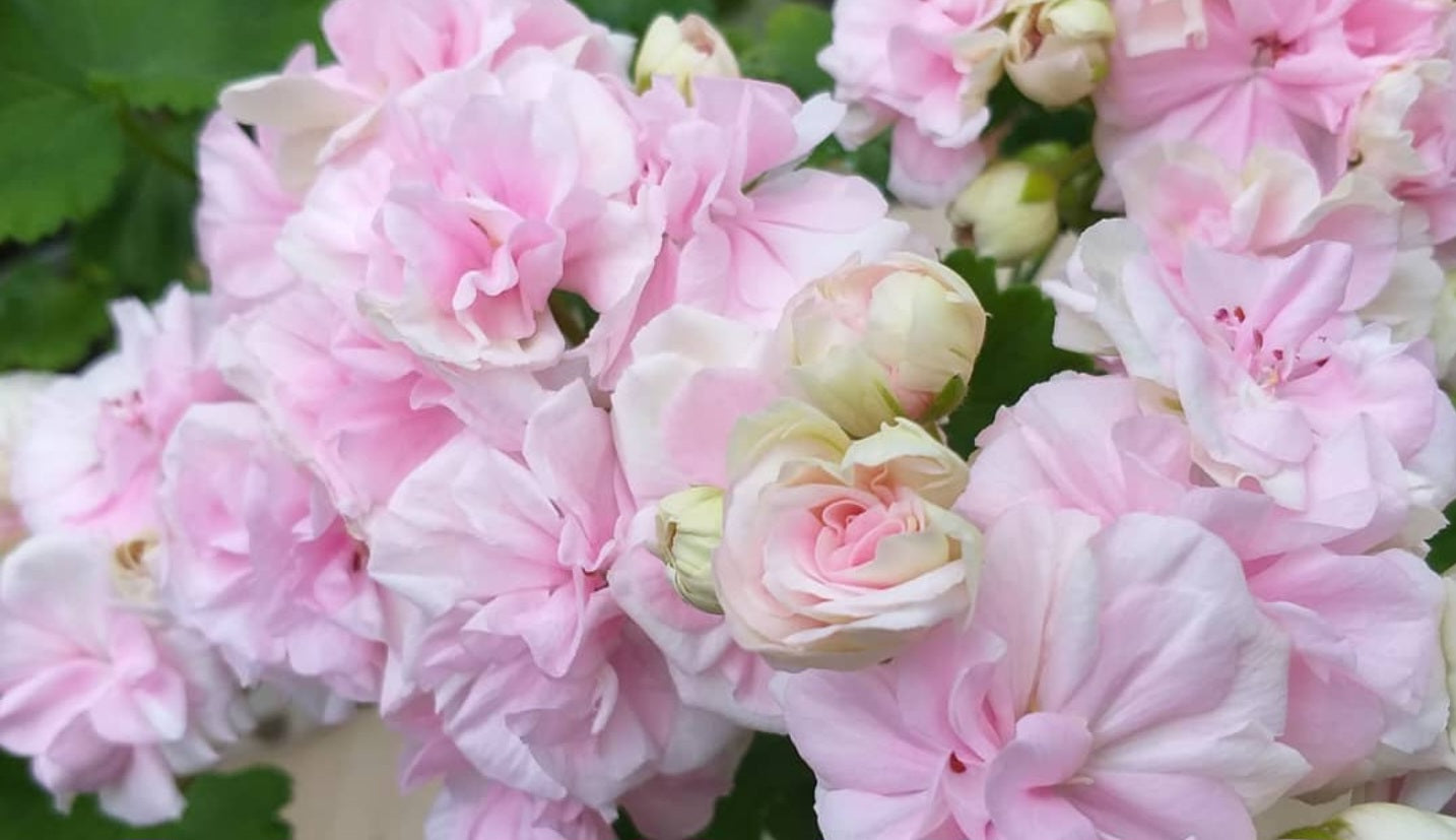 Pelargonium F2 Hybrid Elora 10 Pellets