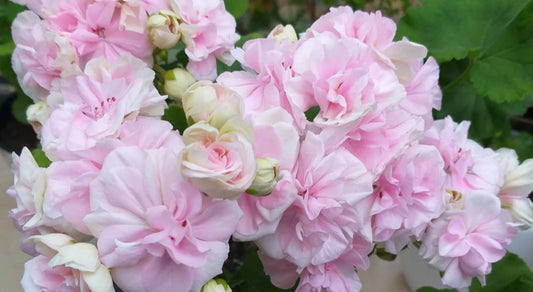 Pelargonium F2 Hybrid Elora 10 Pellets