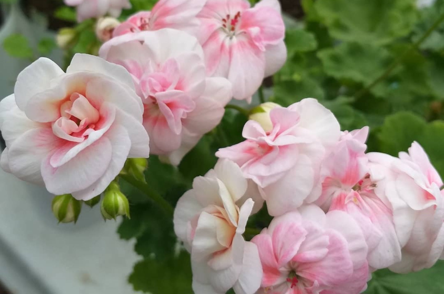 Pelargonium F2 Hybrid Morla 10 Pellets