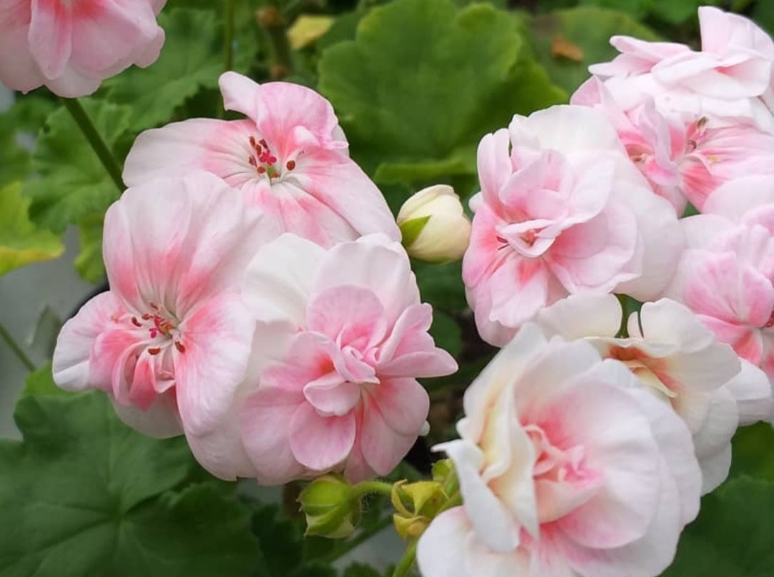 Pelargonium F2 Hybrid Morla 10 Pellets