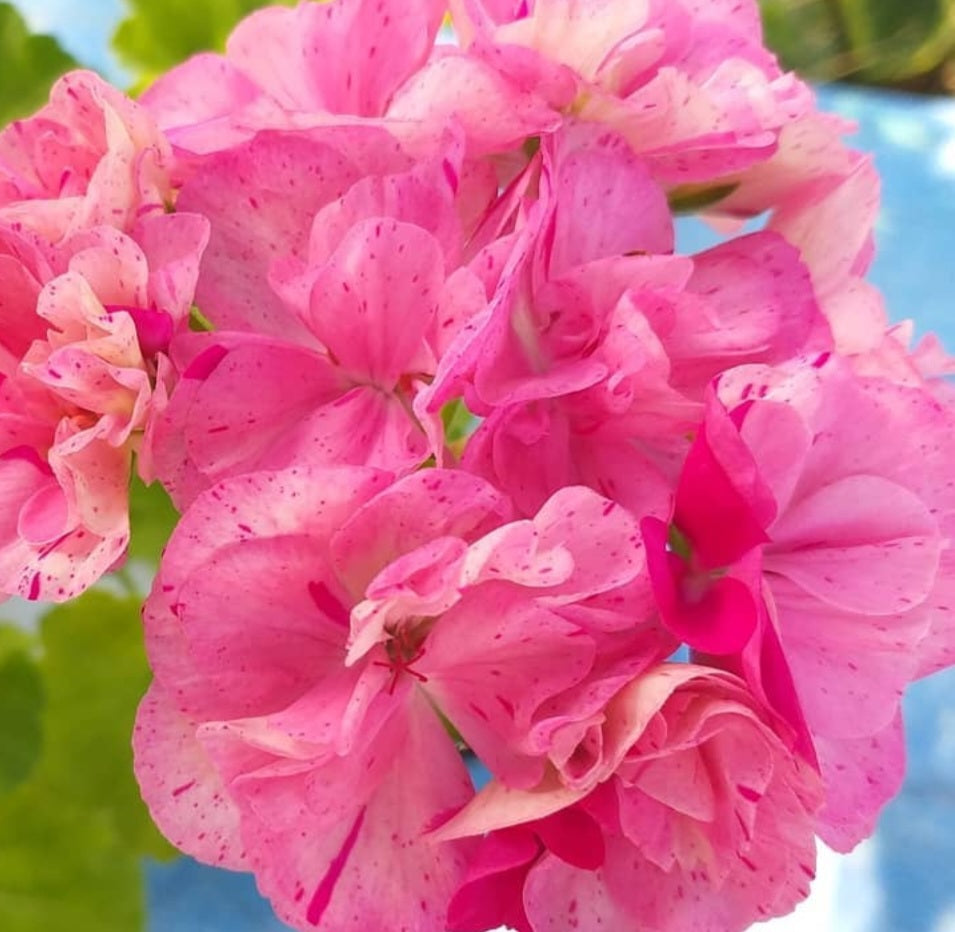 Pelargonium F2 Hybrid Saphira 10 Pellets