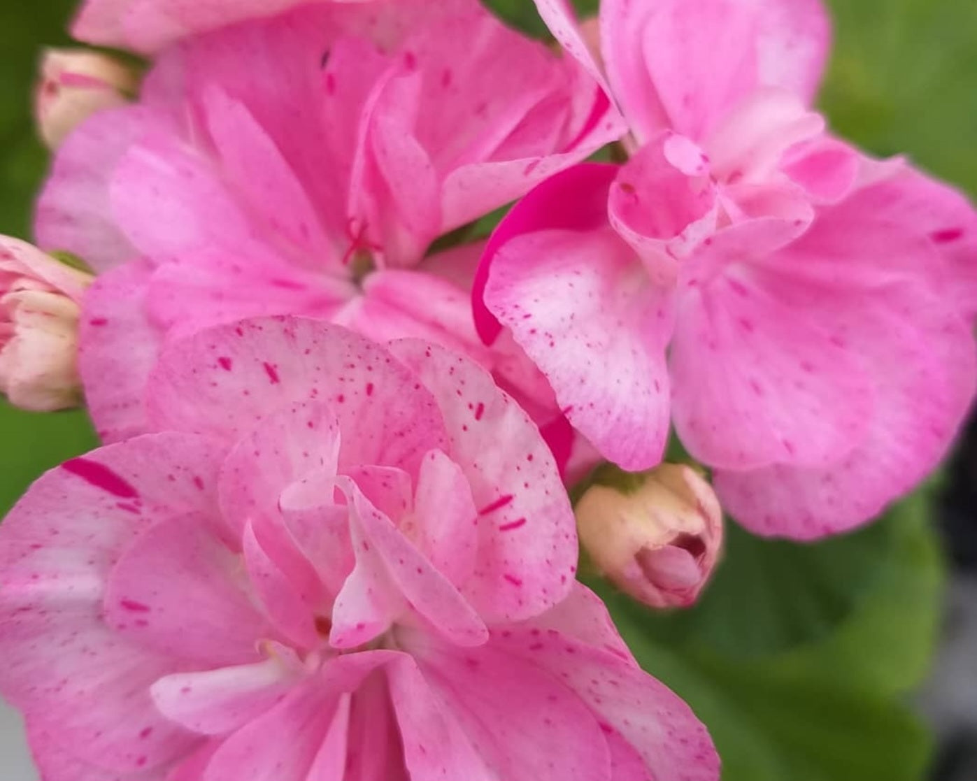 Pelargonium F2 Hybrid Saphira 10 Pellets