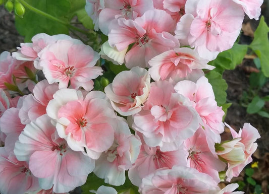 Pelargonium F2 Hybrid Tissaia 10 Pellets