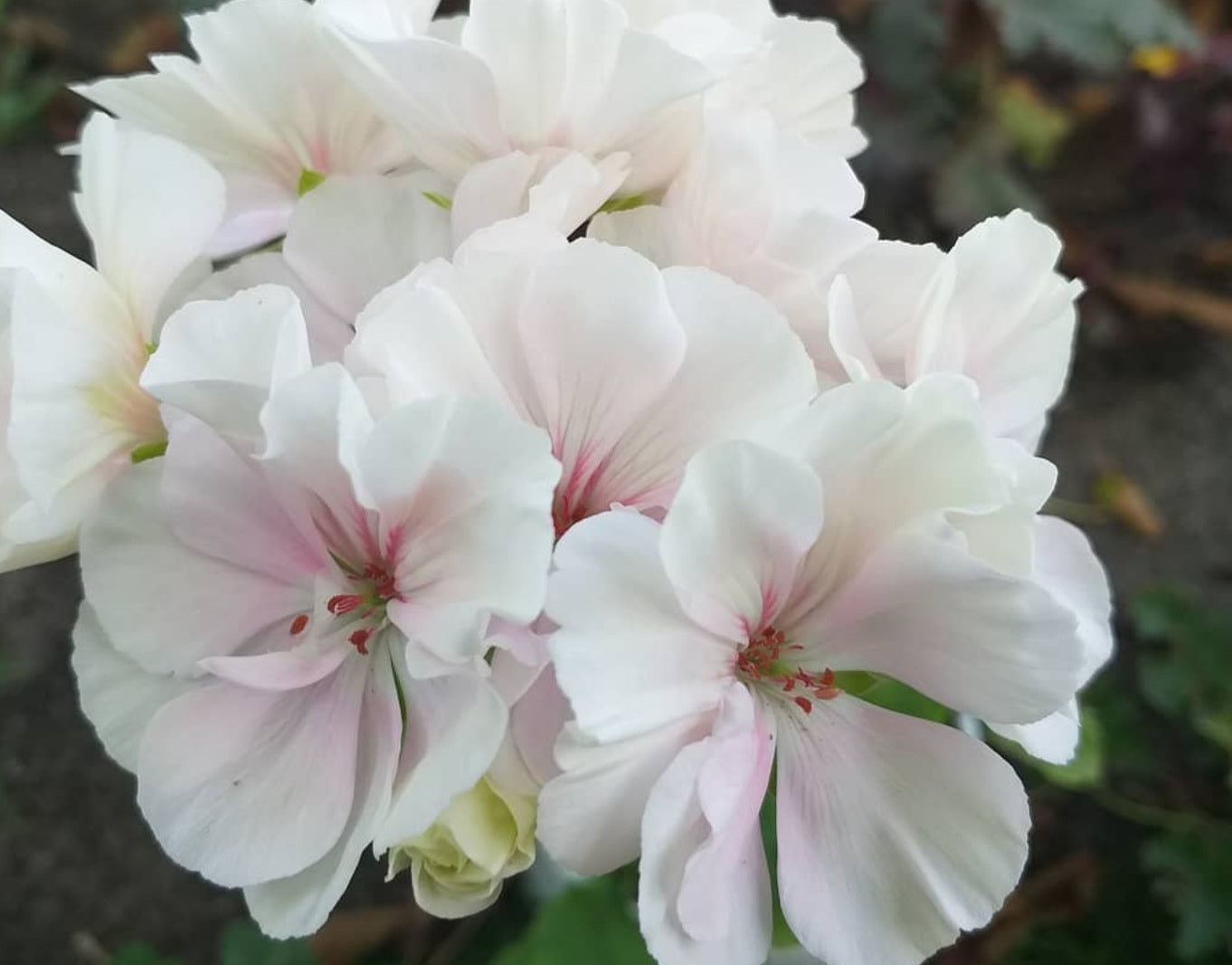 Pelargonium F2 Hybrid Ambrose 10 Pellets