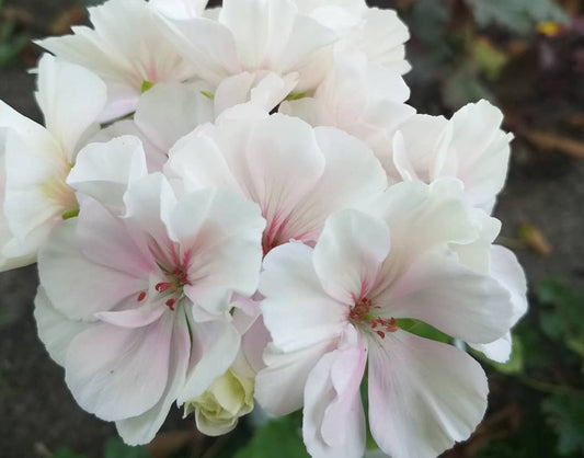 Pelargonium F2 Hybrid Ambrose 10 Pellets