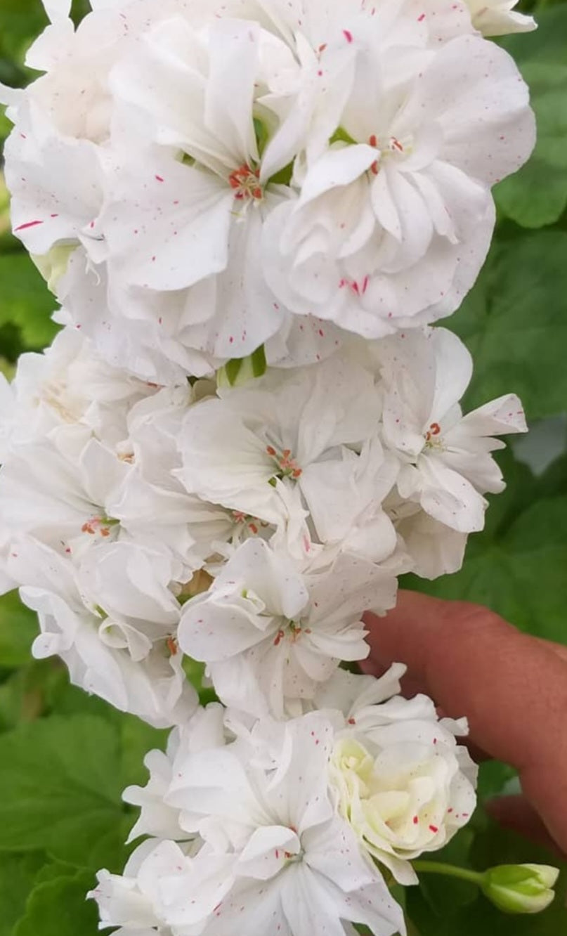 Pelargonium F2 Hybrid Laguna 10 Pellets