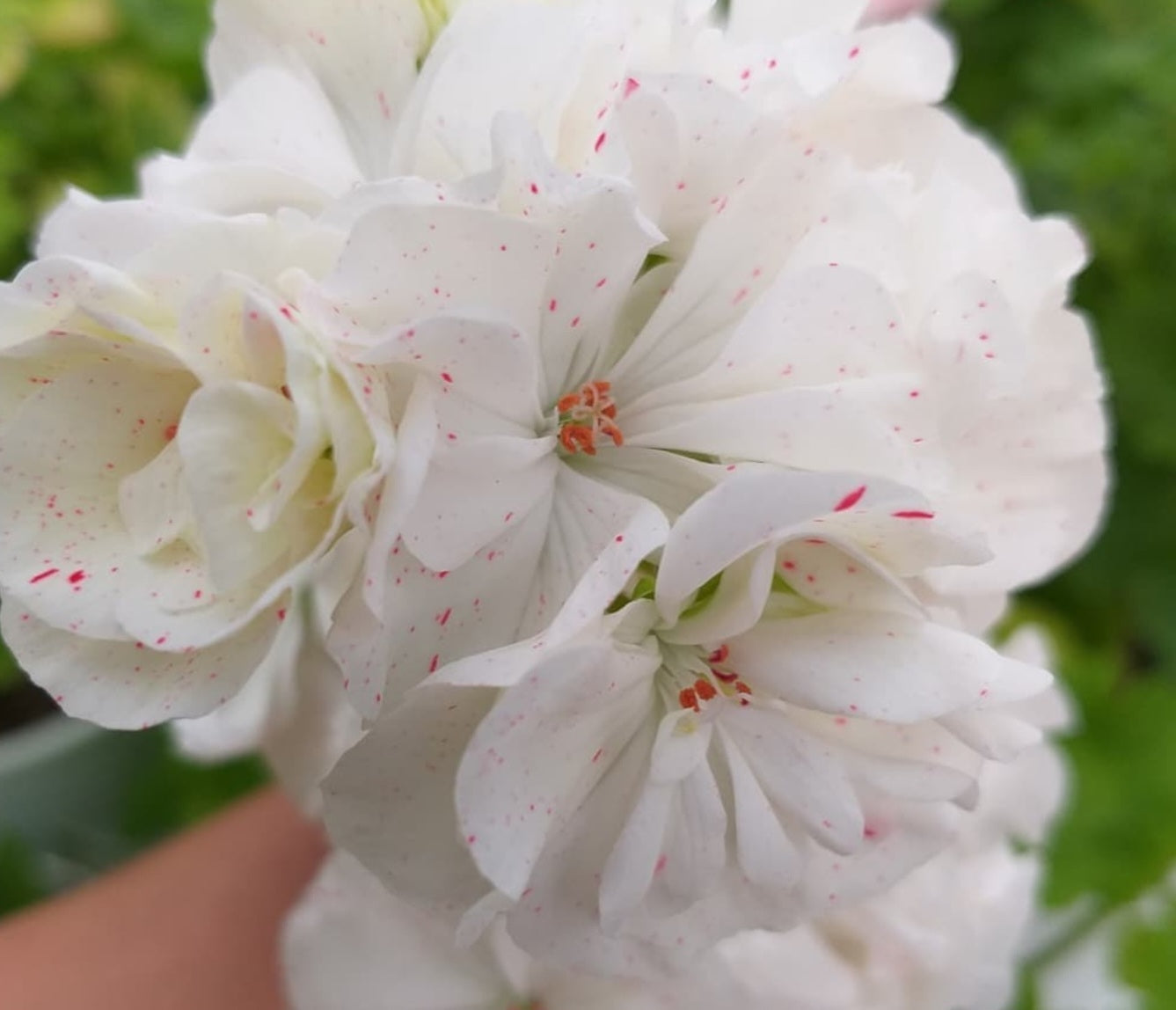 Pelargonium F2 Hybrid Laguna 10 Pellets