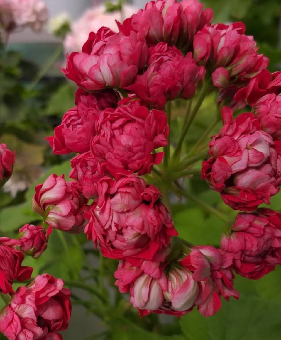Pelargonium F2 Hybrid Brienne 10 Pellets