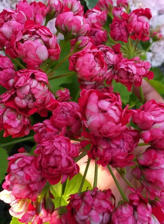 Pelargonium F2 Hybrid Brienne 10 Pellets