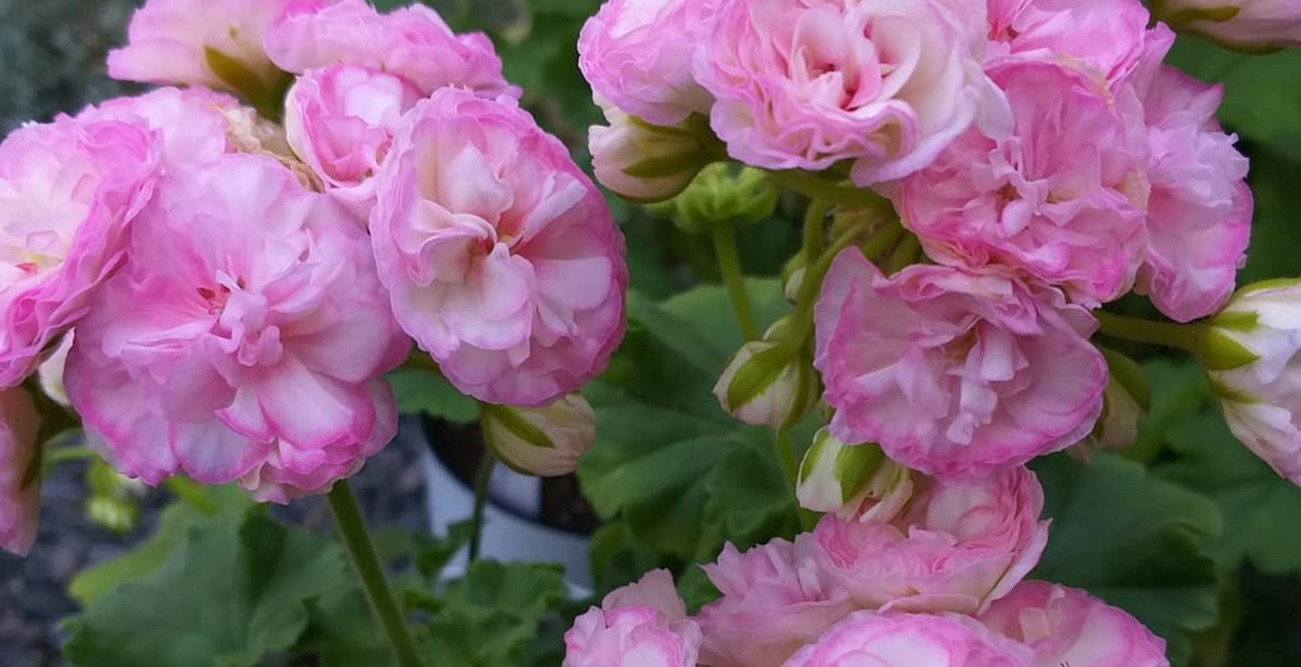 Pelargonium F2 Hybrid Guinevere 10 Pellets