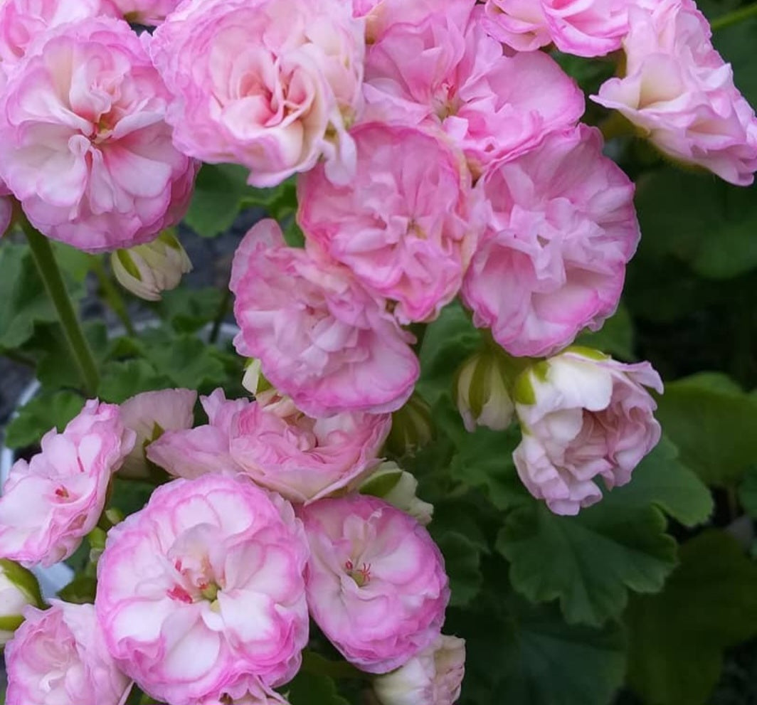 Pelargonium F2 Hybrid Guinevere 10 Pellets