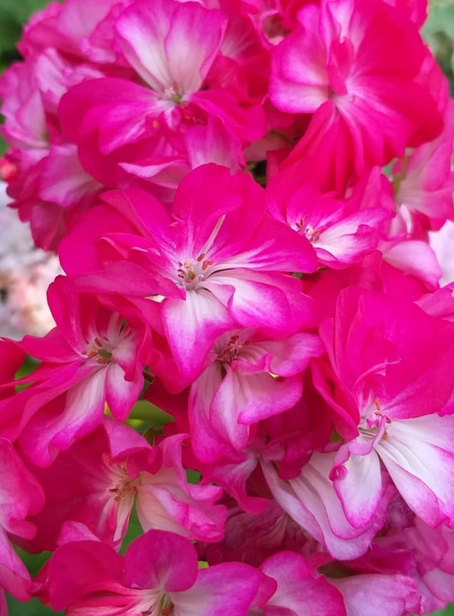 Pelargonium F2 Hybrid Elvina 10 Pellets