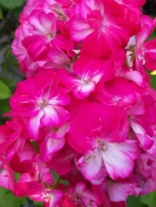 Pelargonium F2 Hybrid Elvina 10 Pellets