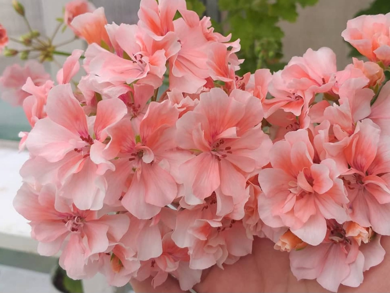 Pelargonium F2 Hybrid Astra 10 Pellets