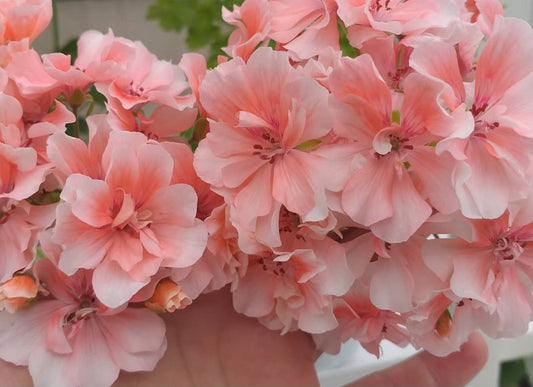Pelargonium F2 Hybrid Astra 10 Pellets