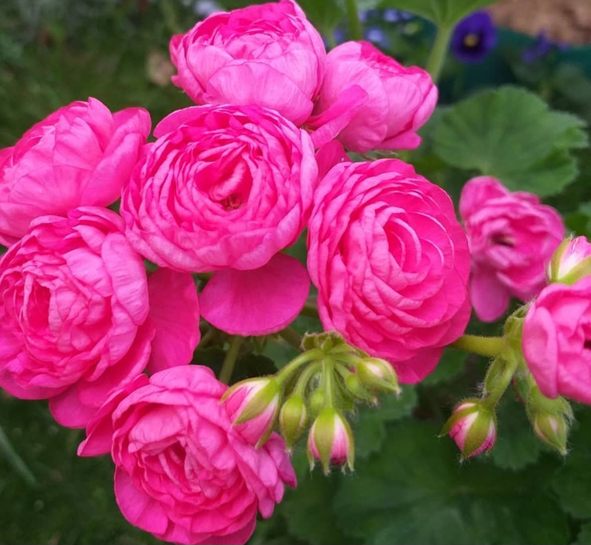 Pelargonium F2 Hybrid Kimora 10 Pellets