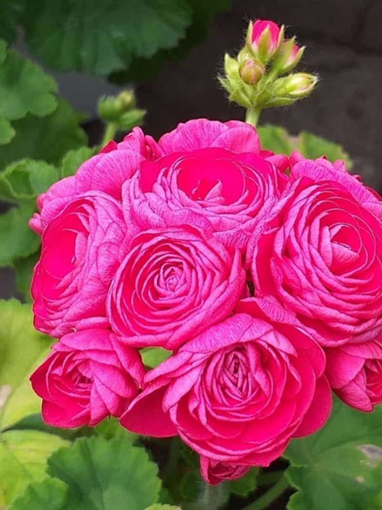 Pelargonium F2 Hybrid Kimora 10 Pellets