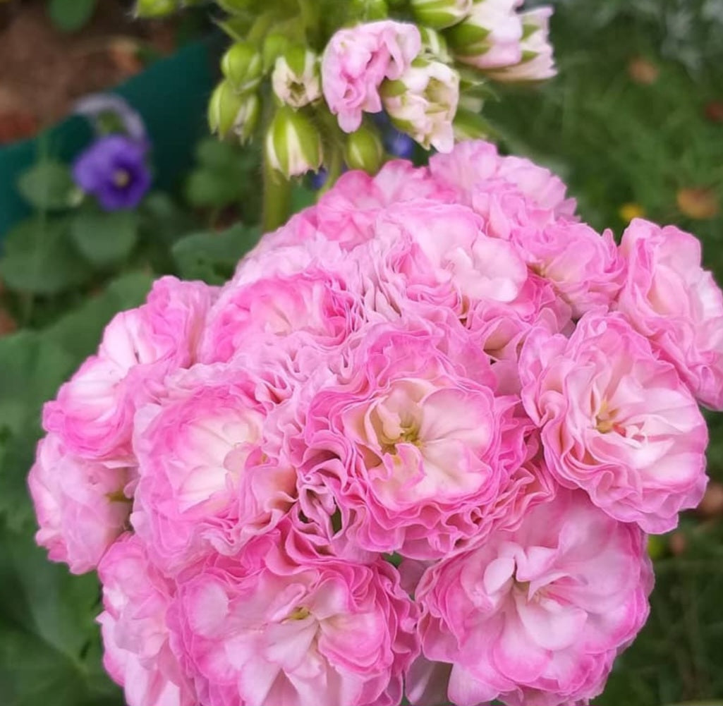 Pelargonium F2 Hybrid Auron 10 Pellets