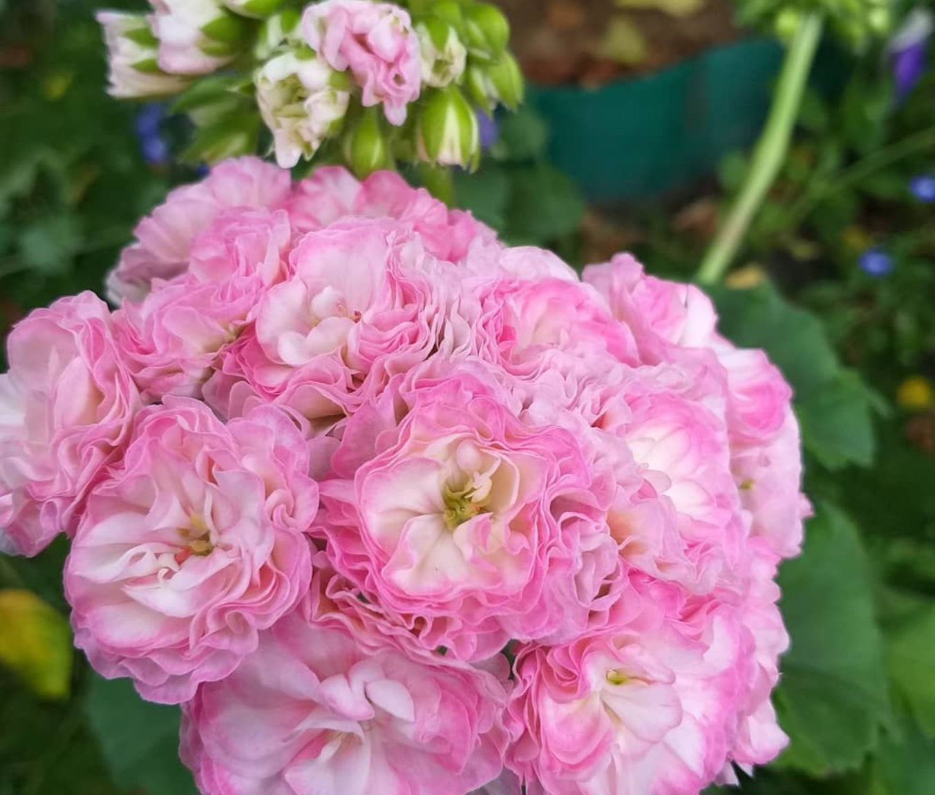 Pelargonium F2 Hybrid Auron 10 Pellets