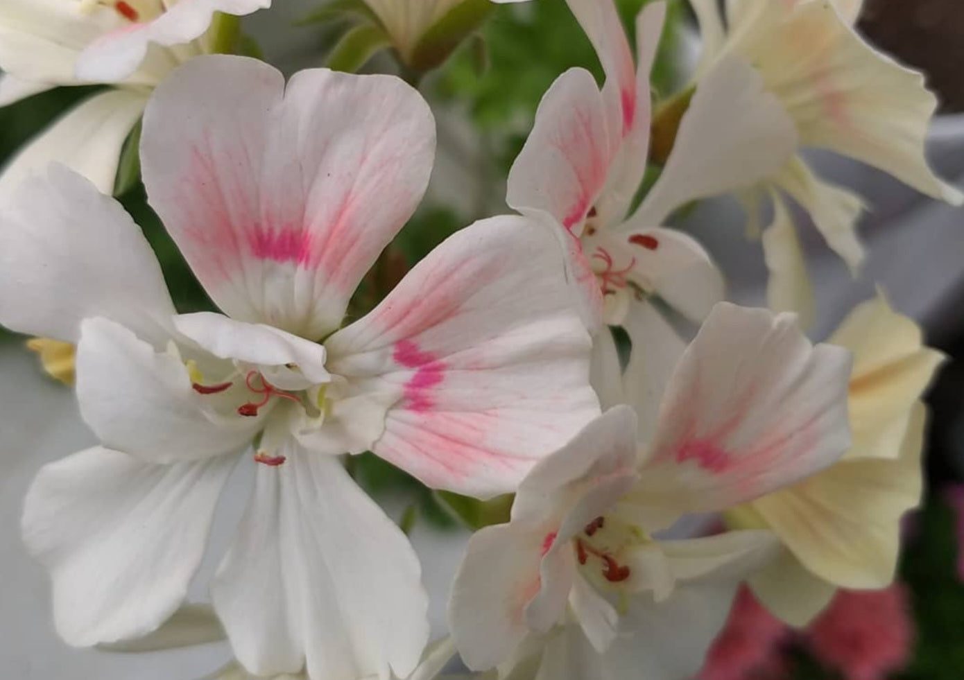 Pelargonium F2 Hybrid Ariya 10 Pellets