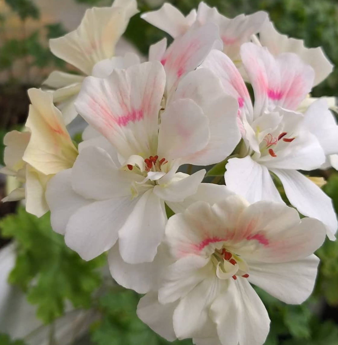 Pelargonium F2 Hybrid Ariya 10 Pellets