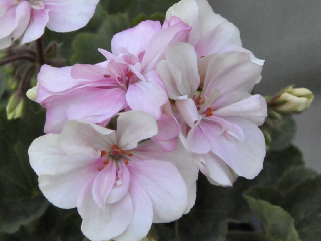 Pelargonium F2 Hybrid Cassian 10 Pellets