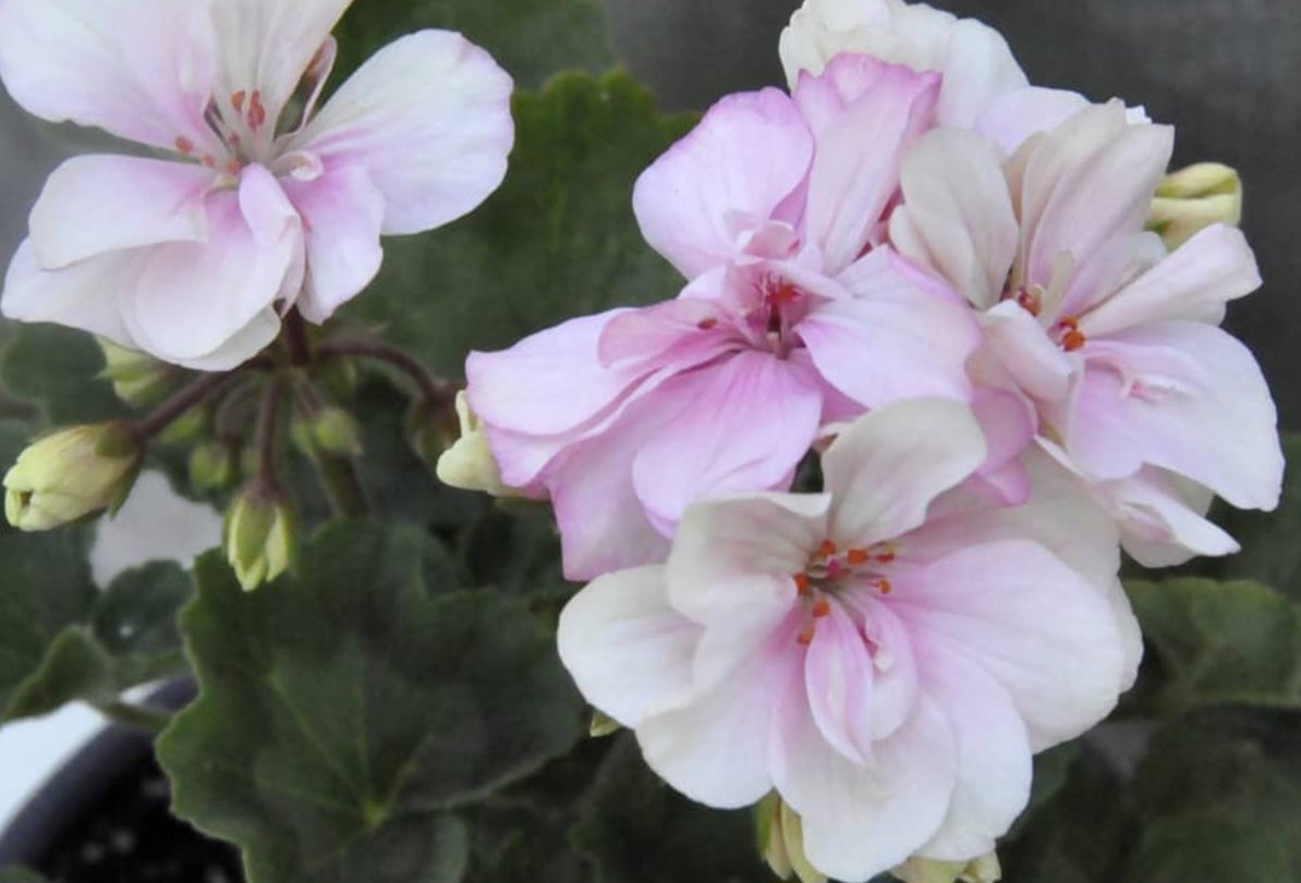 Pelargonium F2 Hybrid Cassian 10 Pellets