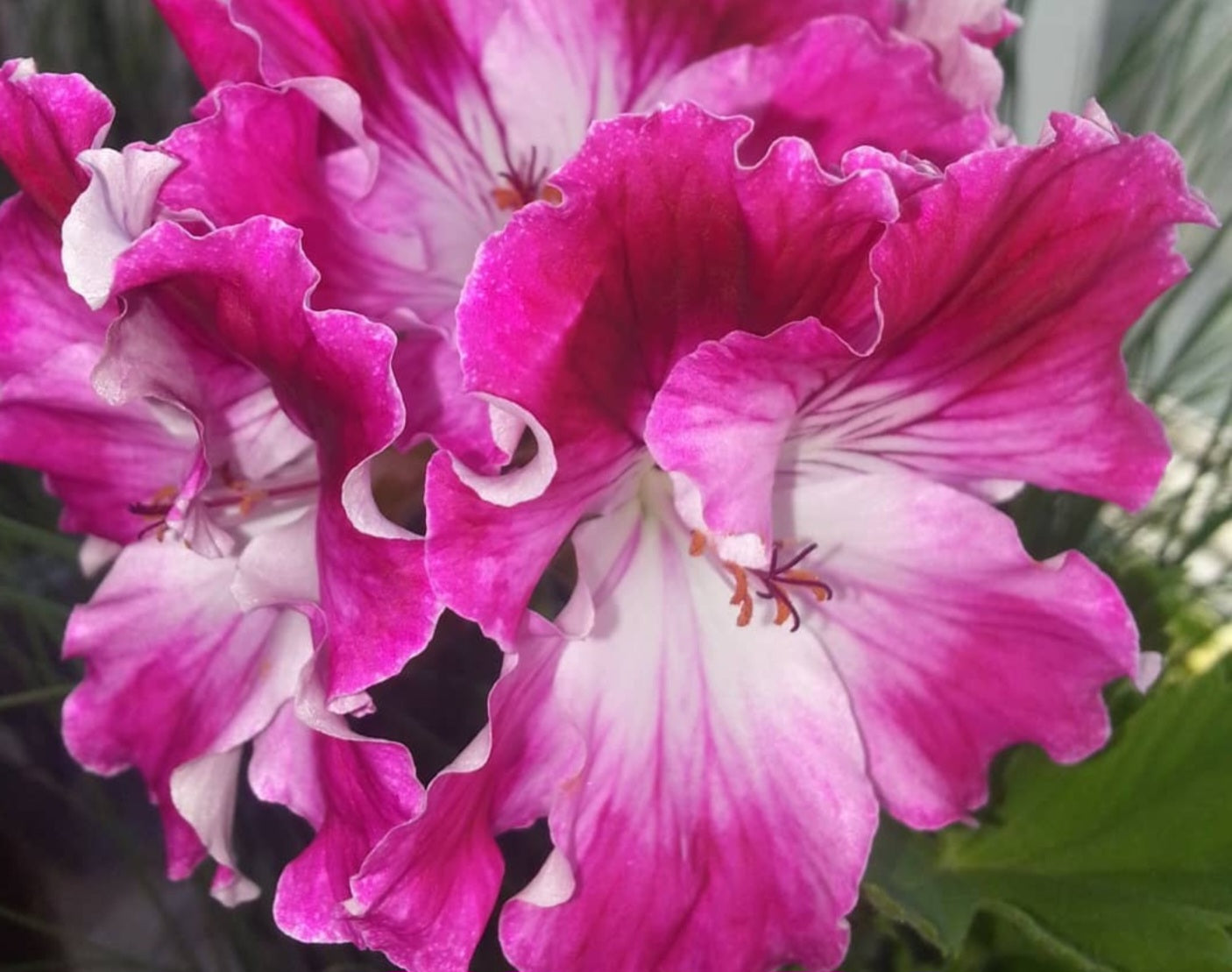 Pelargonium F2 Hybrid Indiana 10 Pellets