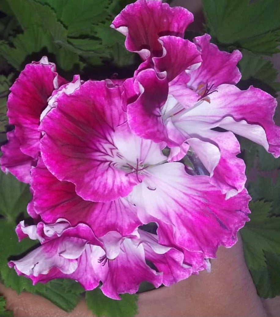 Pelargonium F2 Hybrid Indiana 10 Pellets