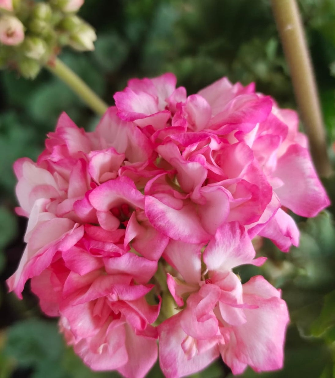 Pelargonium F2 Hybrid Ember 10 Pellets