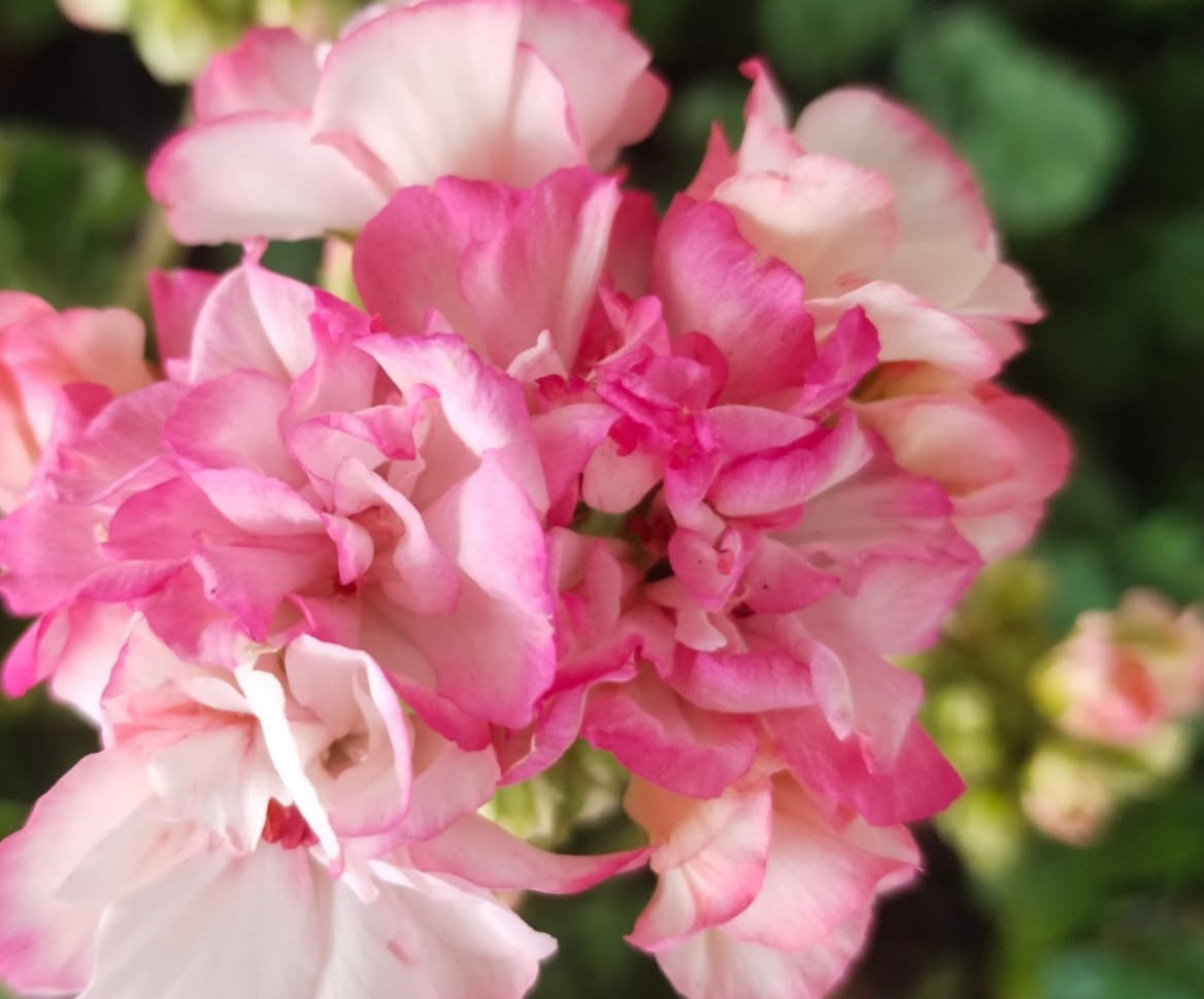 Pelargonium F2 Hybrid Ember 10 Pellets