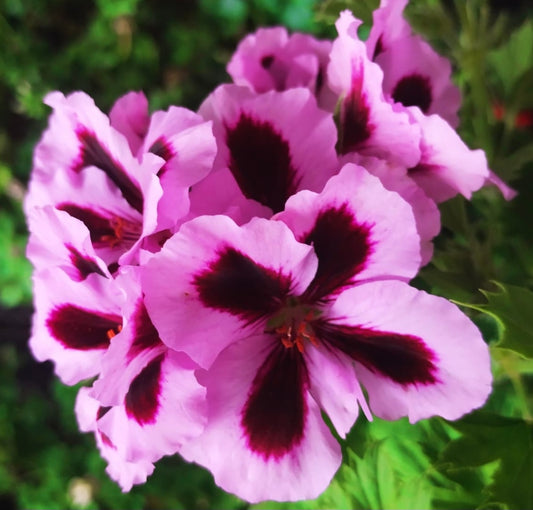 Pelargonium F2 Hybrid Forest 10 Pellets