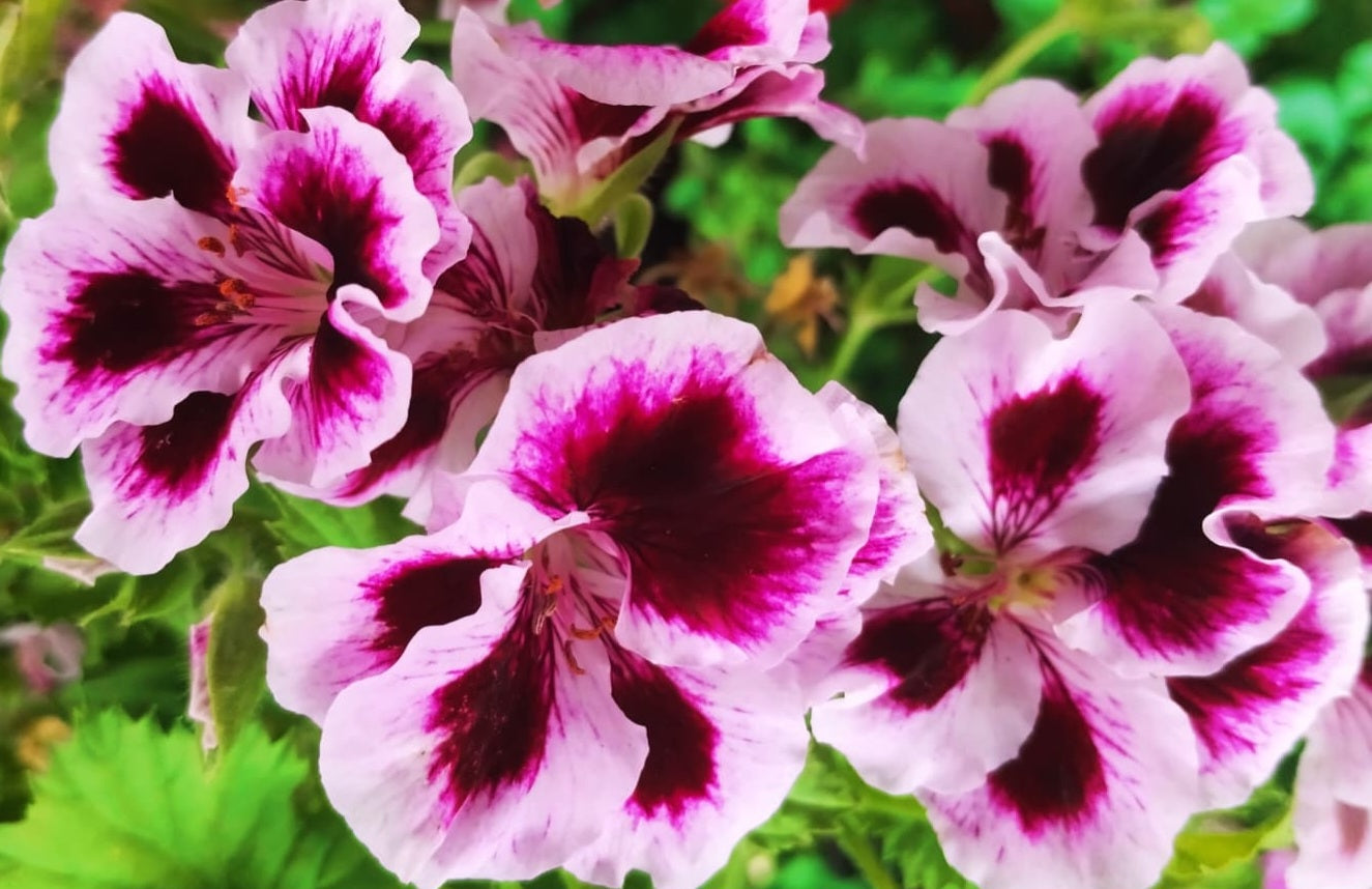 Pelargonium F2 Hybrid Forest 10 Pellets