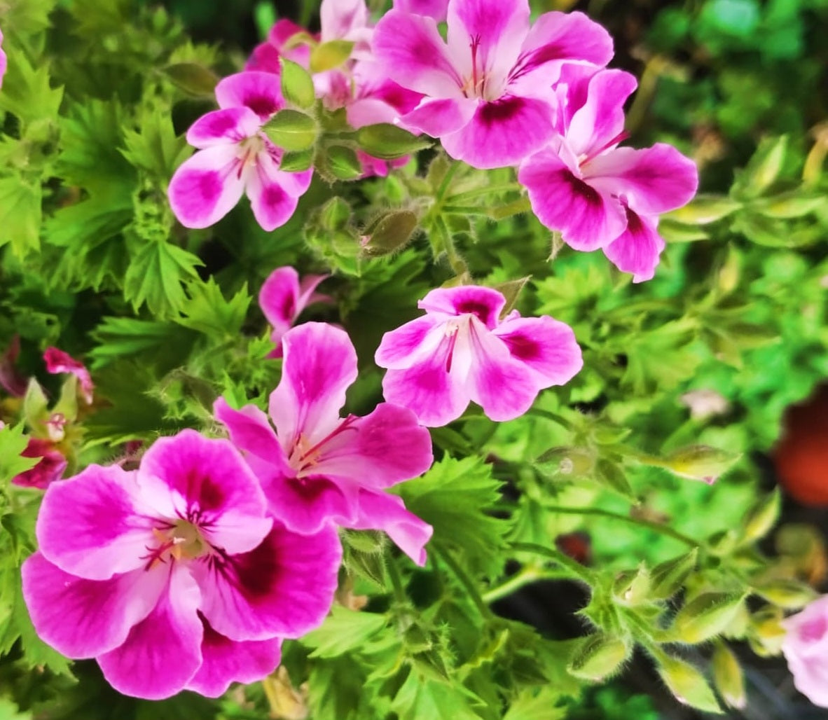 Pelargonium F2 Hybrid Osiris 10 Pellets