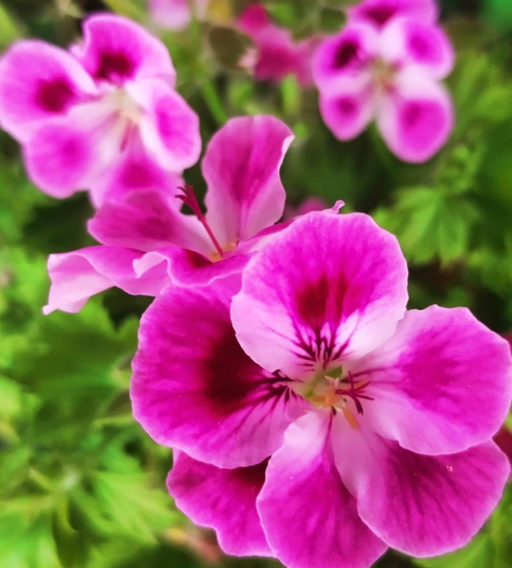 Pelargonium F2 Hybrid Osiris 10 Pellets