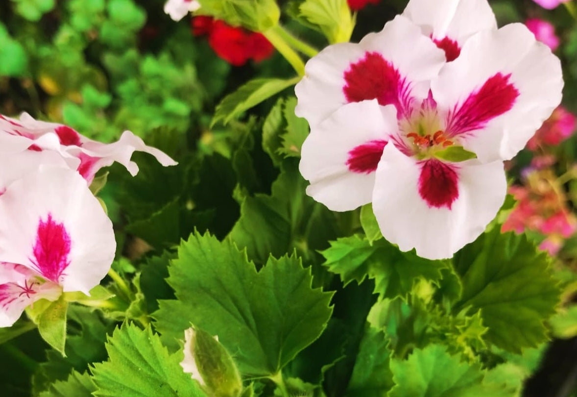 Pelargonium F2 Hybrid Perseus 10 Pellets