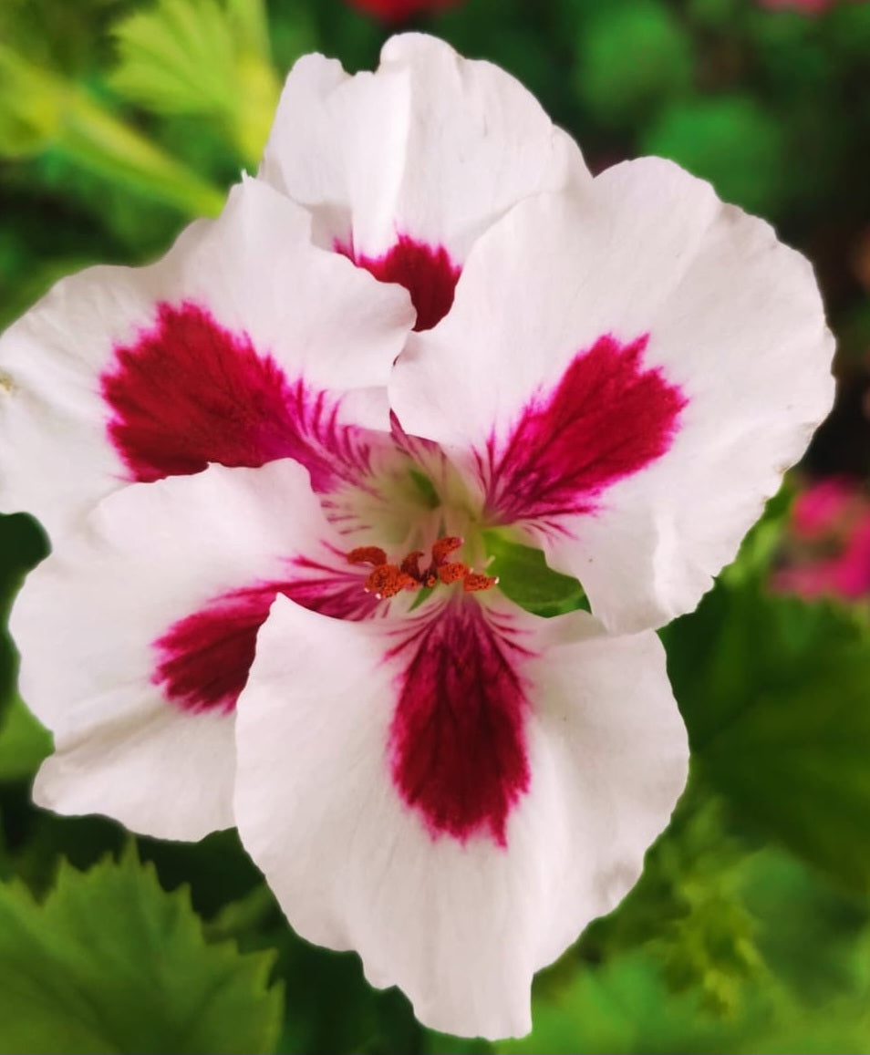 Pelargonium F2 Hybrid Perseus 10 Pellets