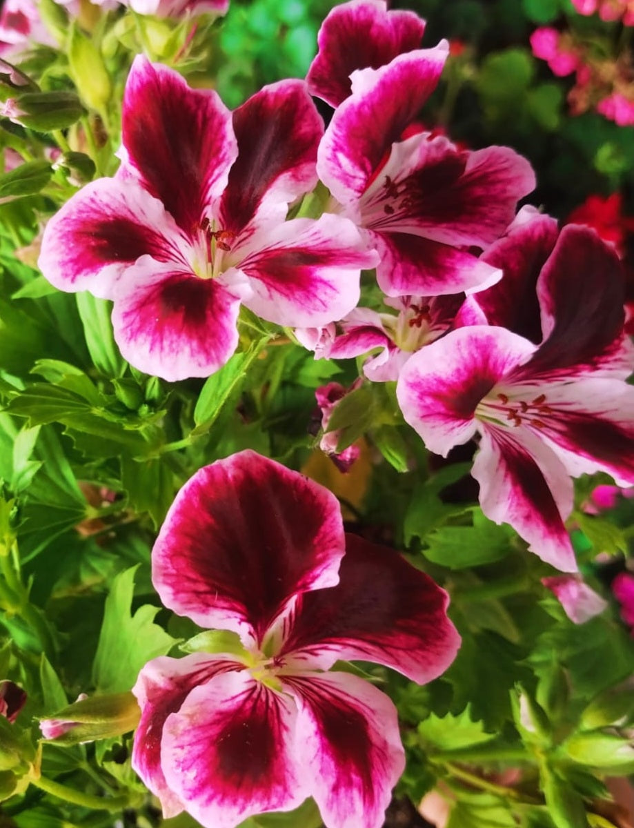 Pelargonium F2 Hybrid Midas 10 Pellets