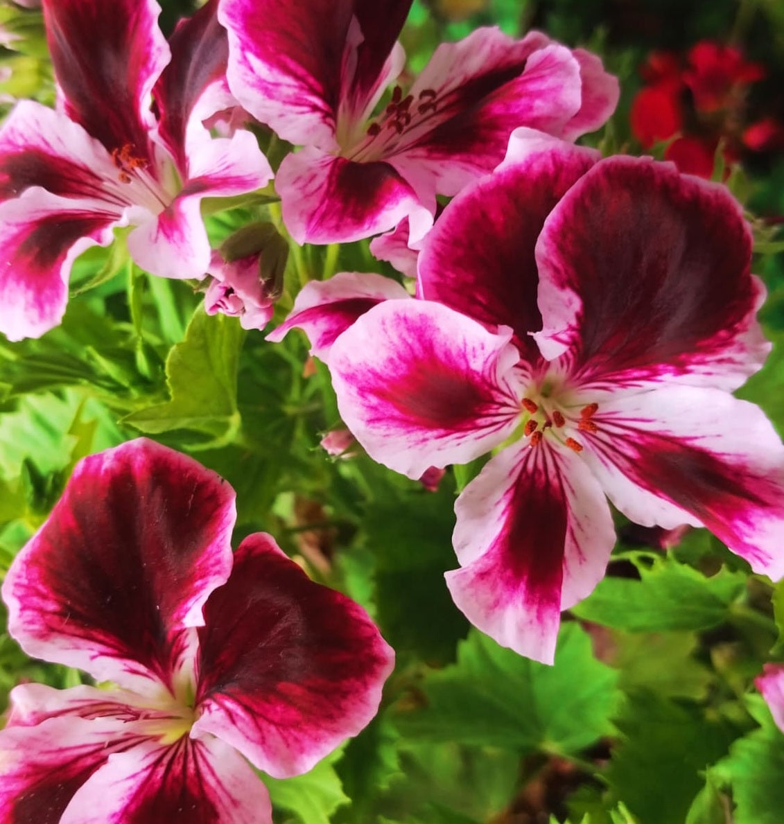 Pelargonium F2 Hybrid Midas 10 Pellets