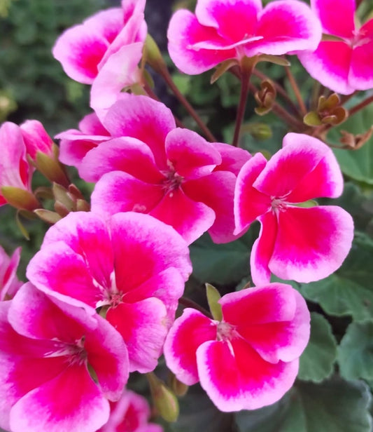 Pelargonium F2 Hybrid Storm 10 Pellets